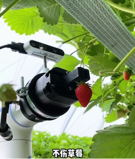 無損采摘技術(shù)