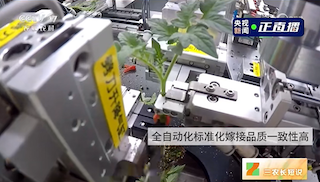 越疆協(xié)作機器人的自動嫁接應(yīng)用場景